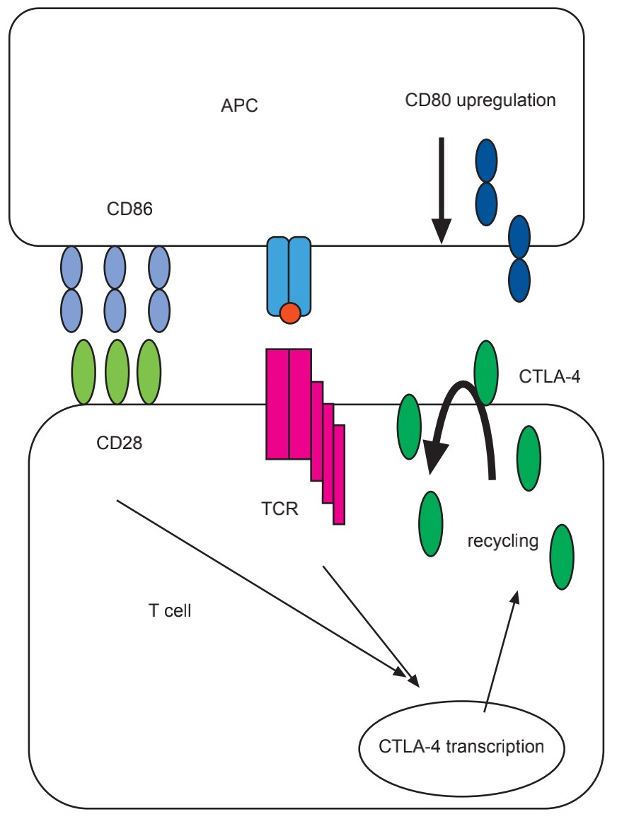 A schematic diagram of CD28 and CTLA-4 interactions with their ligands is depicted. 