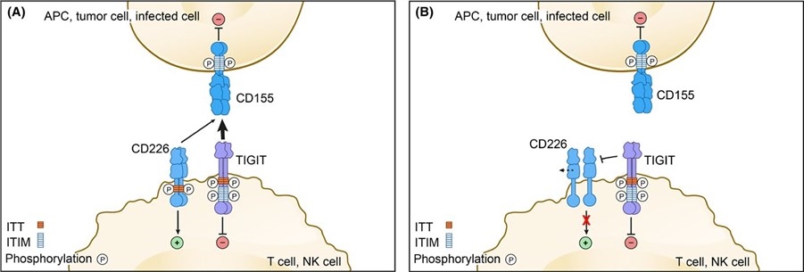 Mechanisms of TIGIT inhibition.