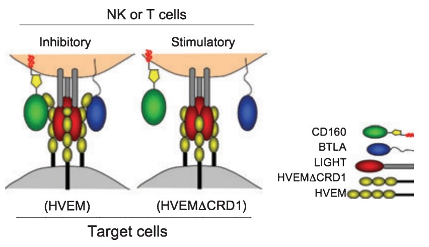 Cooperative binding of CD160, BTLA, and LIGHT to HVEM.