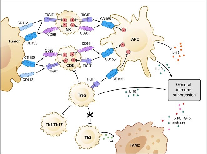 TIGIT and CD96-mediated inhibition in cancer.