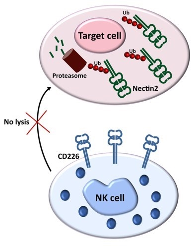 In healthy cells, limiting CD112 membrane expression may avoid a potential aberrant NK cell activation. 