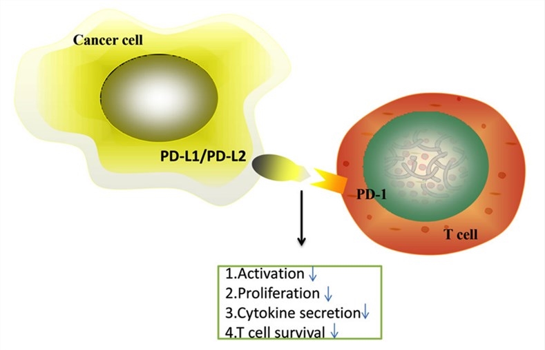 PD-1/PD-L1 axis inhibits T cell activation, proliferation, and survival, and cytotoxic secretion within cancer cells.