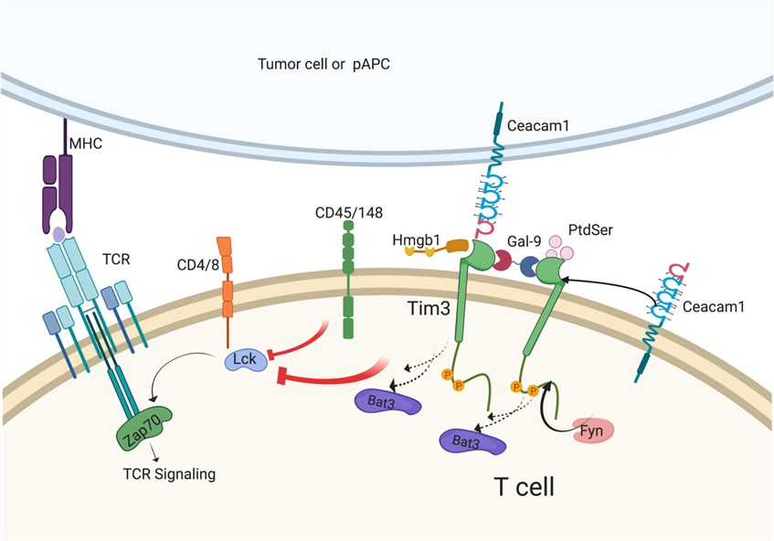 Model of TIM-3 signaling in T cells.