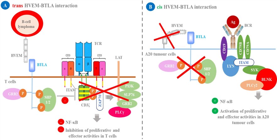 HVEM-BTLA interaction.