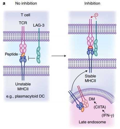 The binding of LAG-3 and MHC class II. 