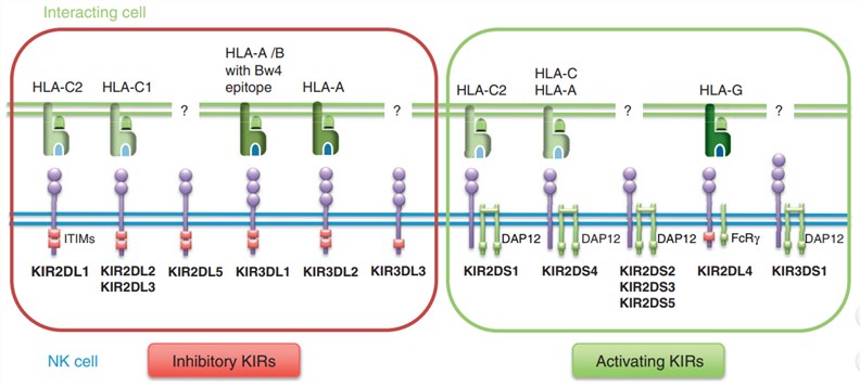 KIR receptors on human NK cells and their ligands.