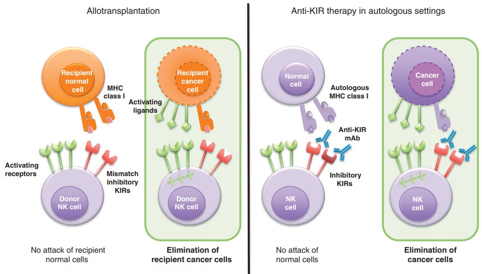  Regulation of NK cell effector function.