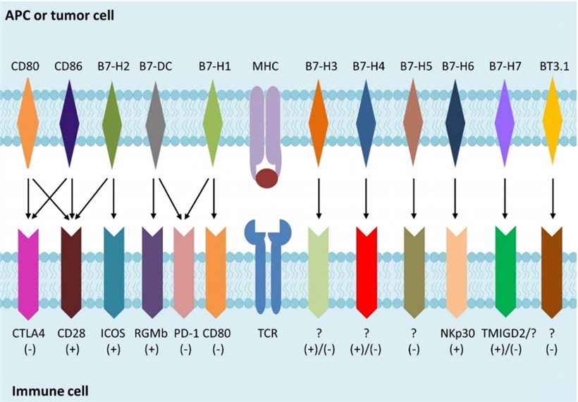 B7 family members and their receptors.