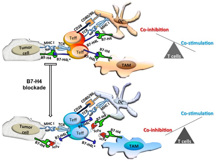 Blocking B7-H4 in the tumor microenvironment with specific antibodies.