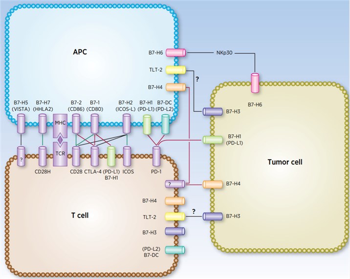 Expression pattern of B7 family members and their co-receptors.