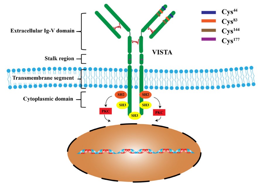 VISTA structure and its downstream signaling.