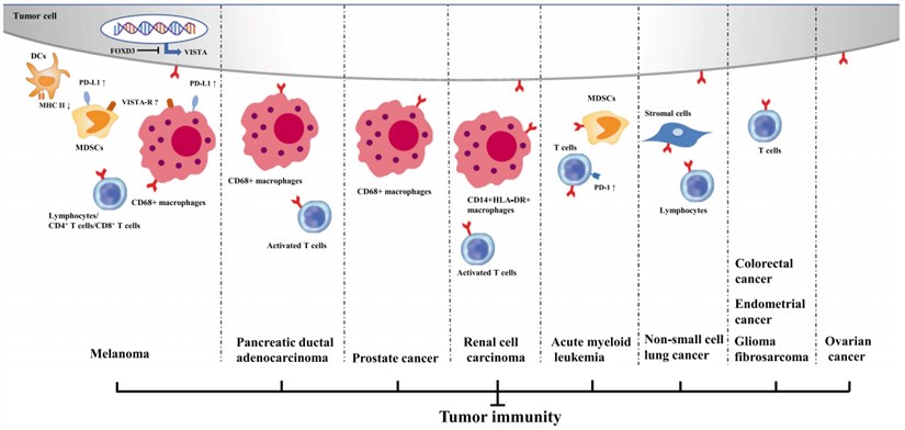 Inhibitory roles of VISTA in anti-cancer immunity.