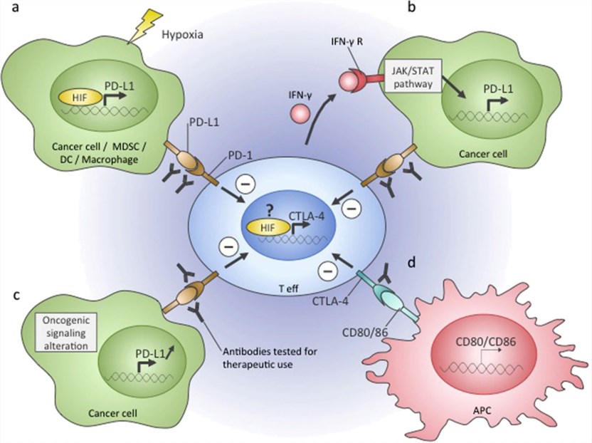 Fig.1 Immune checkpoints in the tumor microenvironm-ent. (Petrova, 2018)