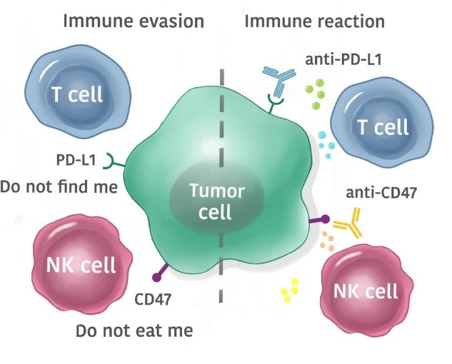 Immune checkpoint therapy targeting circulating tumor cells.