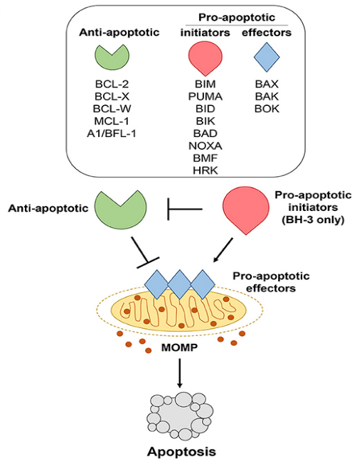 Bcl-2 family members regulate apoptosis.