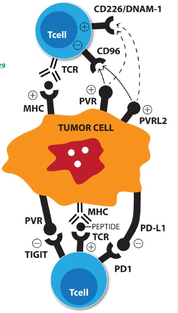 Overview of CD226 and CD112/CD155 pathway.