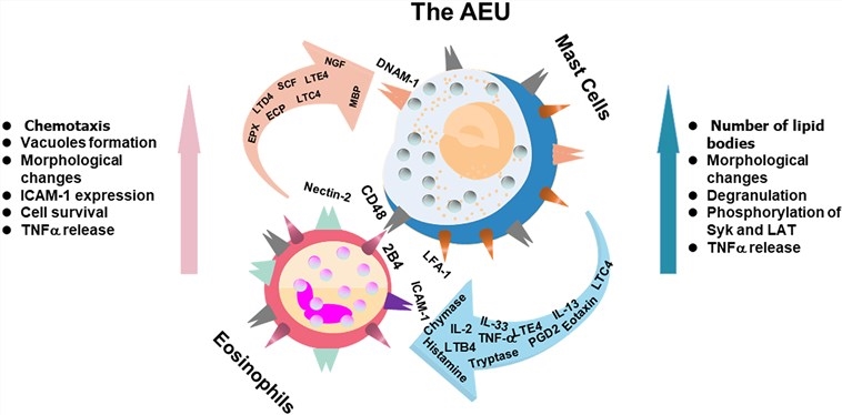 2B4 and CD48 interaction in the allergic effector unit.