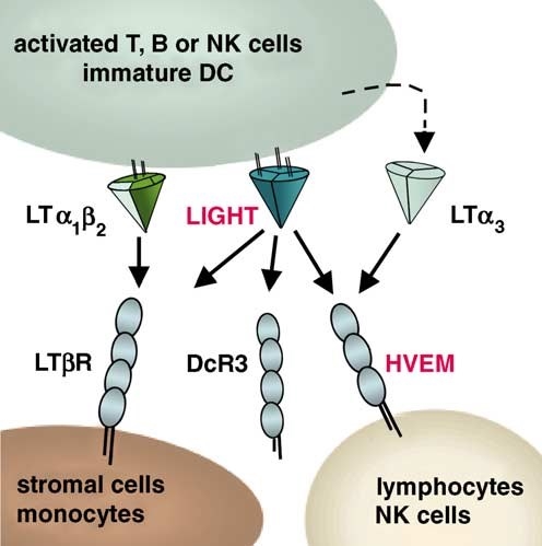 Schematic representation of LIGHT-binding receptors of the immediate TNF superfamily.