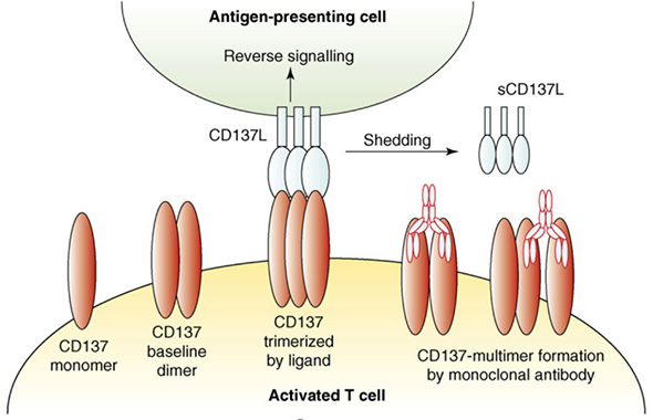 Multimerization of 4-1BB by natural ligand and agonist mAbs.