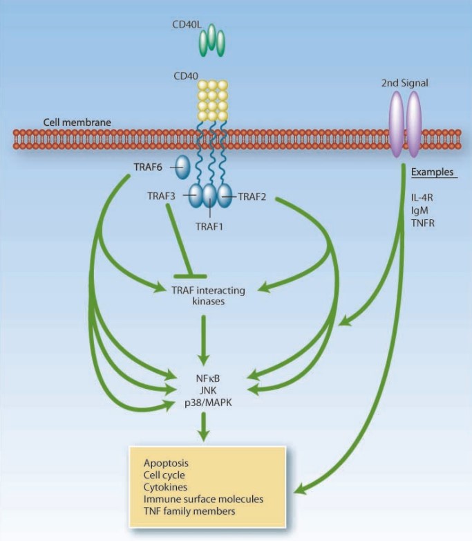 The CD40 signaling pathway.