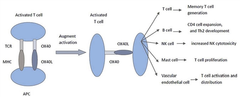 Signaling pathways after OX40 stimulation.