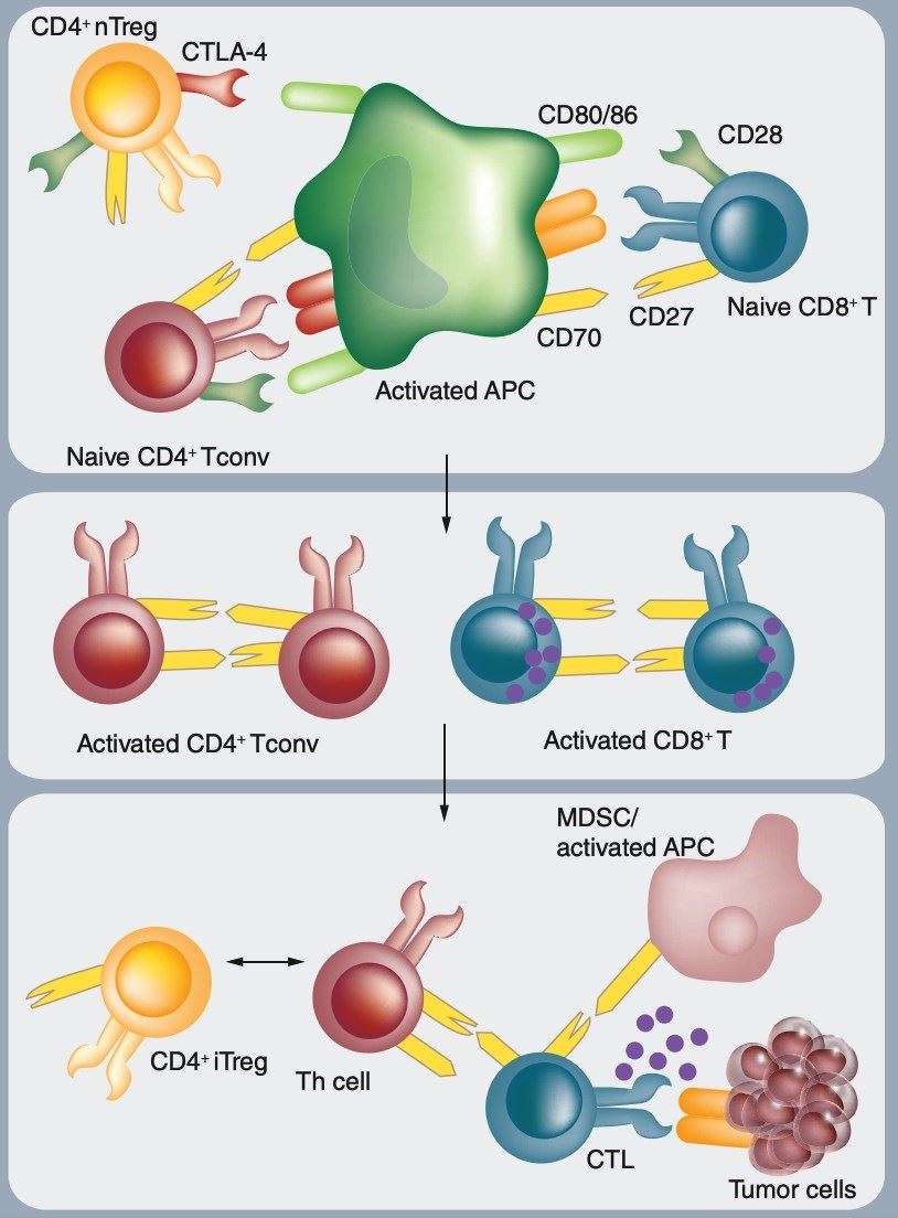 Mechanisms of action of the CD27/CD70 co-stimulatory system in the regulation of the T-cell response.