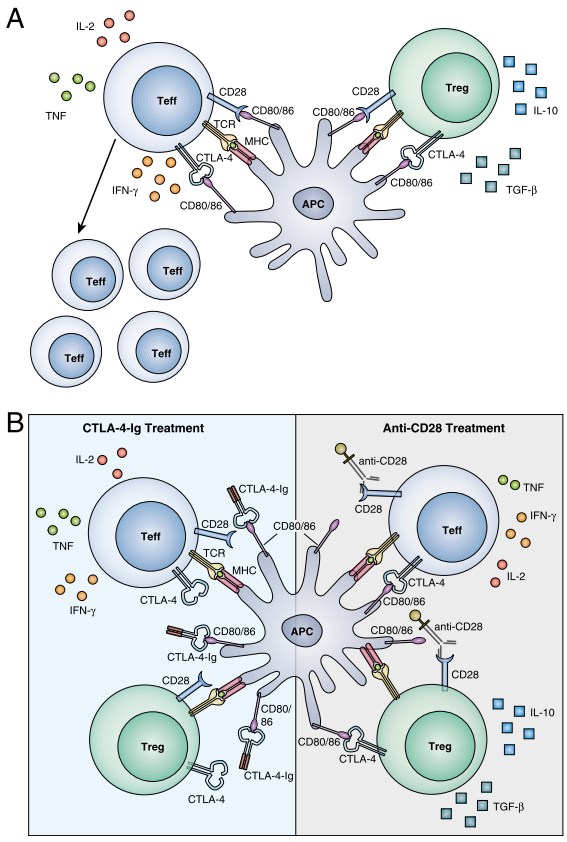 Anti-CD28 treatment and CTLA-4 Ig treatment.
