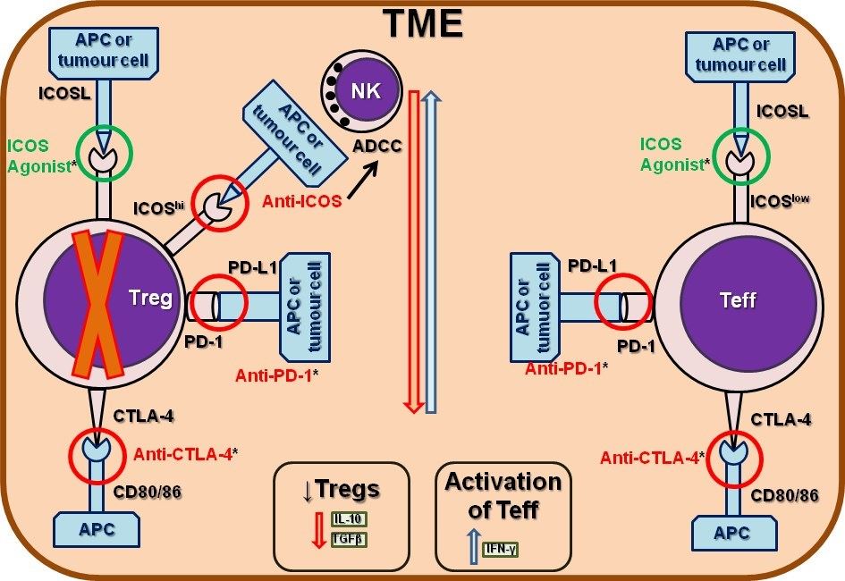 Targeting regulatory and/or effector T cells with ICOS agonistic or antagonistic antibodies.