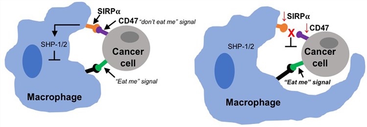 Macrophage CD47/SIRPα interaction.
