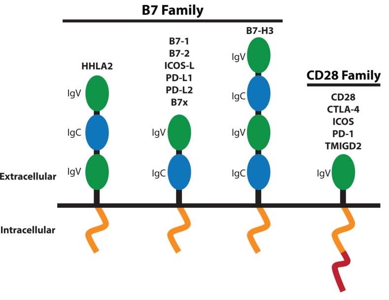 A structural representation of the B7 and CD28 family members. 