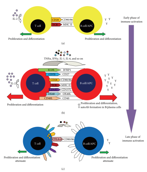 Intracellular Signaling Pathways of Costimulatory Molecules.