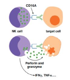NK Cell-dependent ADCC.