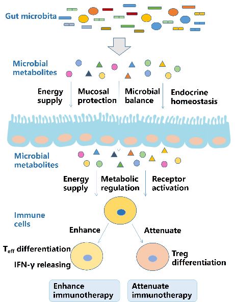 Role of microbial metabolites on the immune system.