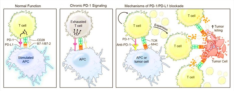 Mechanisms of PD-1 function and inhibition.