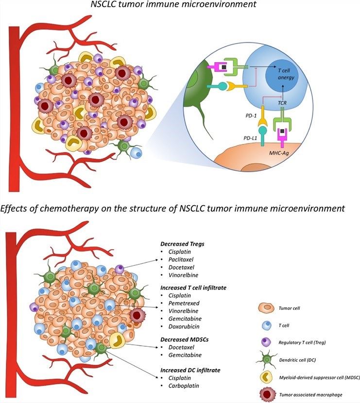 Tumor immune microenvironment in NSCLC and its modification after chemotherapy.