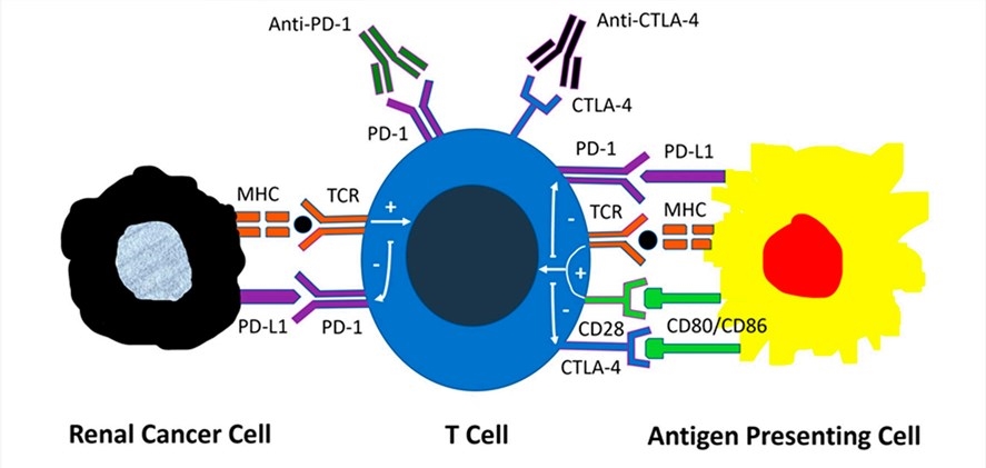 Mechanisms of action of immune checkpoint inhibitors.