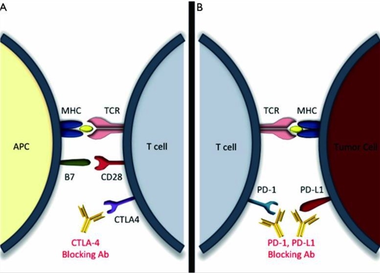 Immune checkpoint blockade in central and peripheral immune compartments.