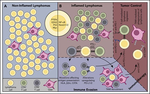 Inflamed and noninflamed lymphoma environments.