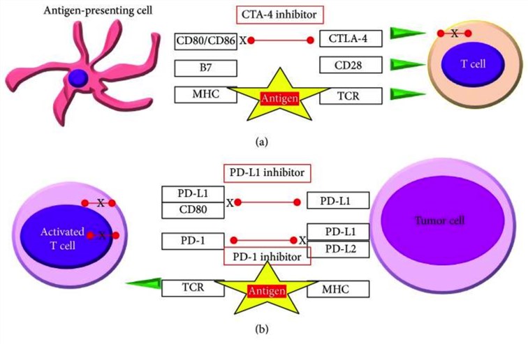 Interactions between activated T lymphocytes and tumor by the CTLA-4 (a) and the PD-1 pathway (b).