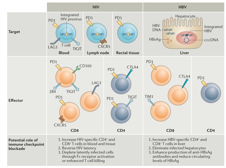 Immune checkpoints in HIV and HBV infection.