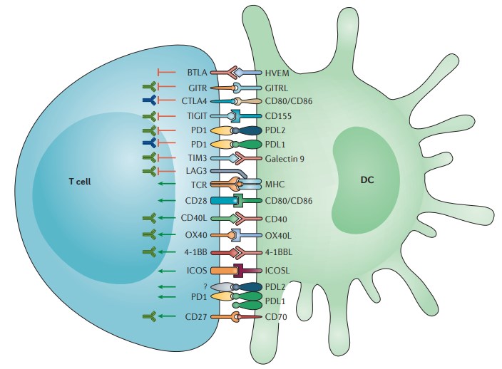 Interactions with antigen-presenting cells that regulate T cell responses.