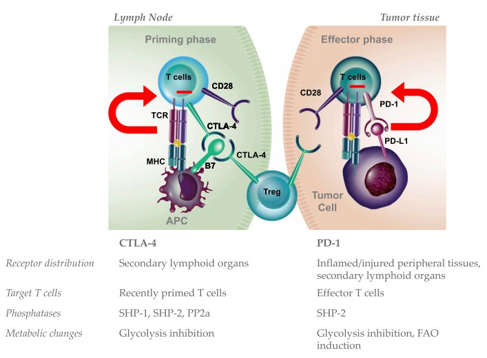 Differences between CTLA-4 and PD-1 immune inhibitory pathways.