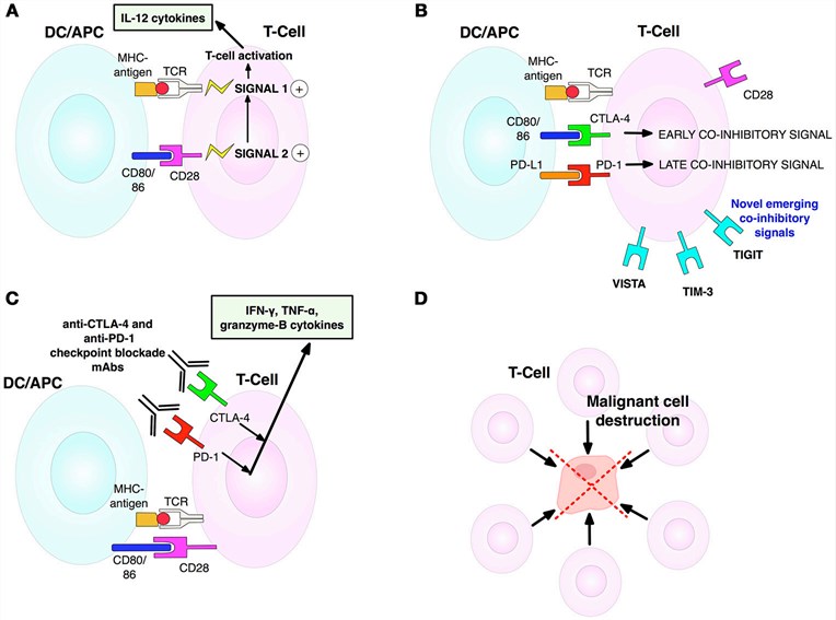 T-cell activation, inhibition and anti-CTLA-4/anti-PD-1 blockade mechanisms.