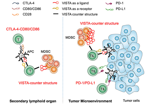 VISTA functions non-redundantly to NCRs currently targeted in clinic.