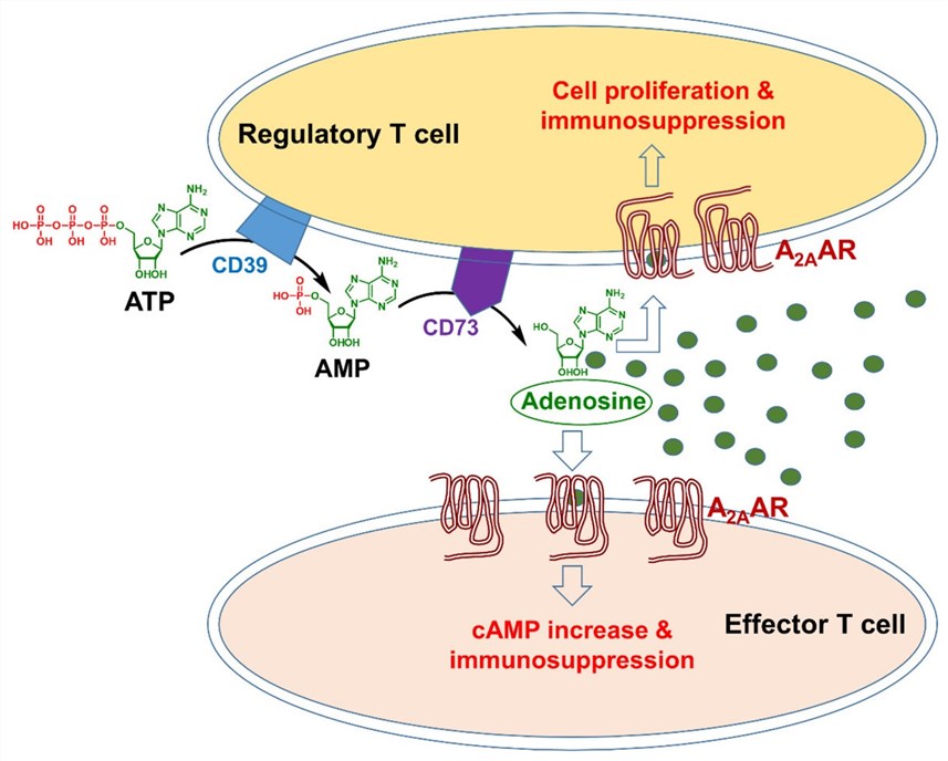 A2AR signaling in the tumor microenvironment.