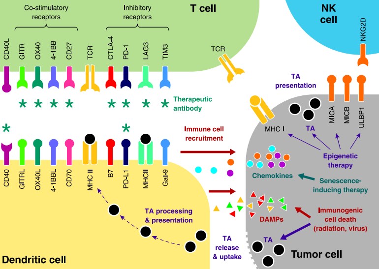 Current and emerging targets for therapeutic modulation of the anti-tumor immune response.