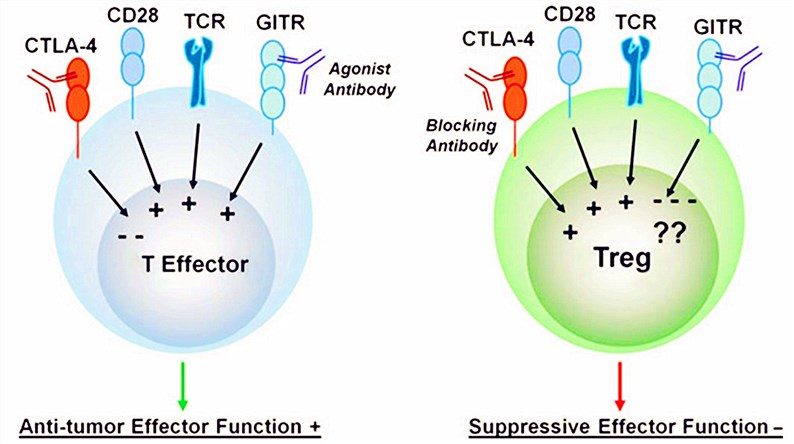 Differential outcomes of CTLA-4 and GITR monoclonal antibody therapy on different T cell lineages.