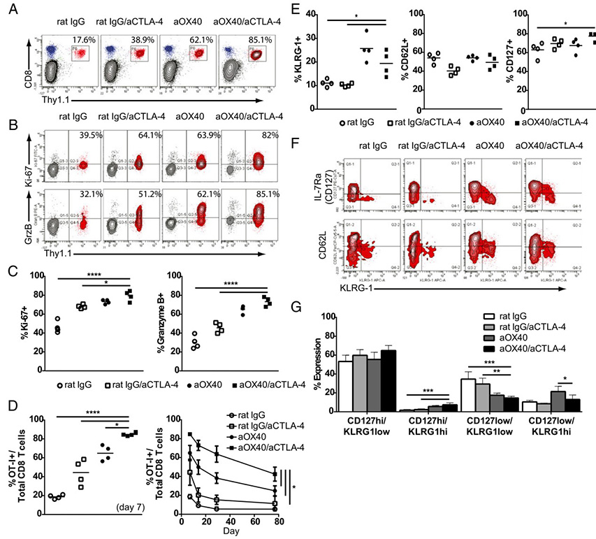 Combination therapy boosts the expansion, function, and persistence of memory CD8 T cells.