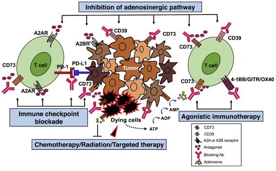Co-targeting CD73 with other therapies.