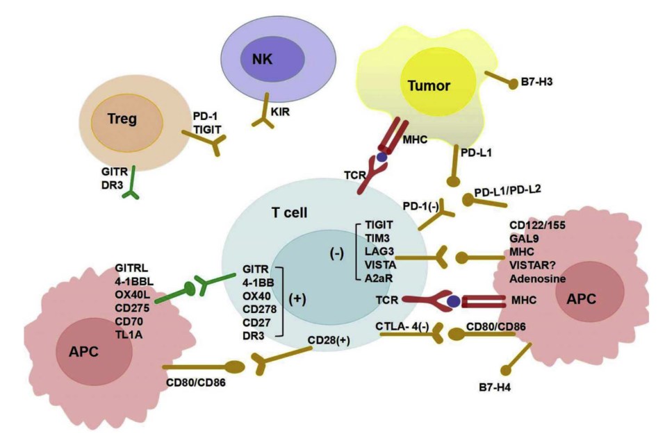 Simplified overview of multiple co-stimulatory and inhibitory immune checkpoint molecules that regulate T cell responses and their ligand-receptor interactions.